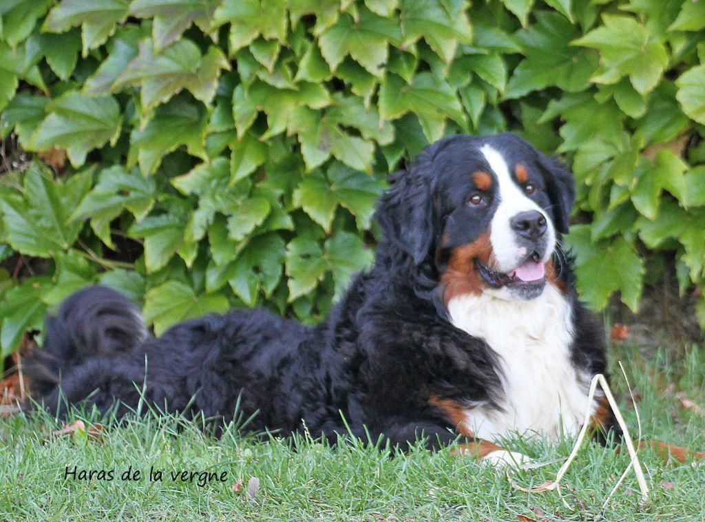 Texas ranger walker du Haras de la Vergne