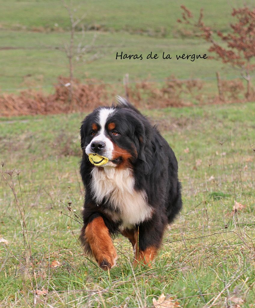 Scarabrute du Haras de la Vergne