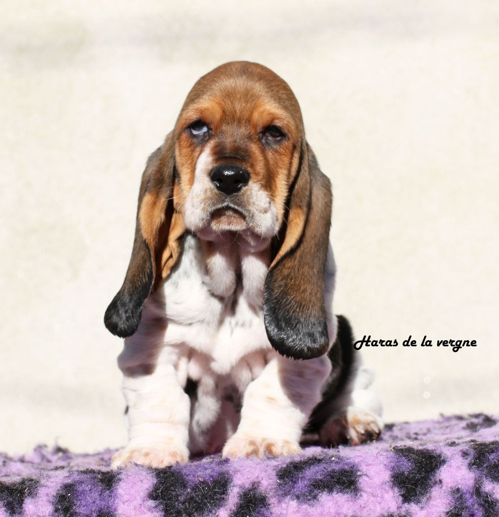 du Haras de la Vergne - Chiot disponible  - Basset Hound