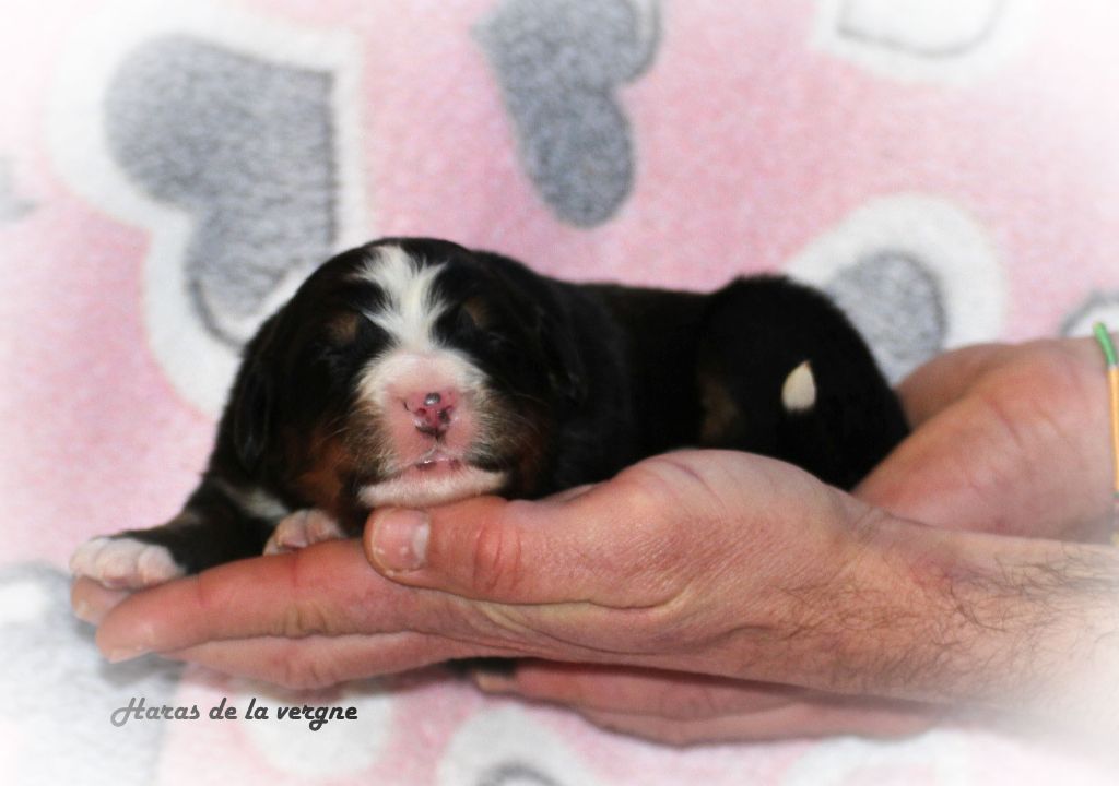 du Haras de la Vergne - Chiot disponible  - Bouvier Bernois