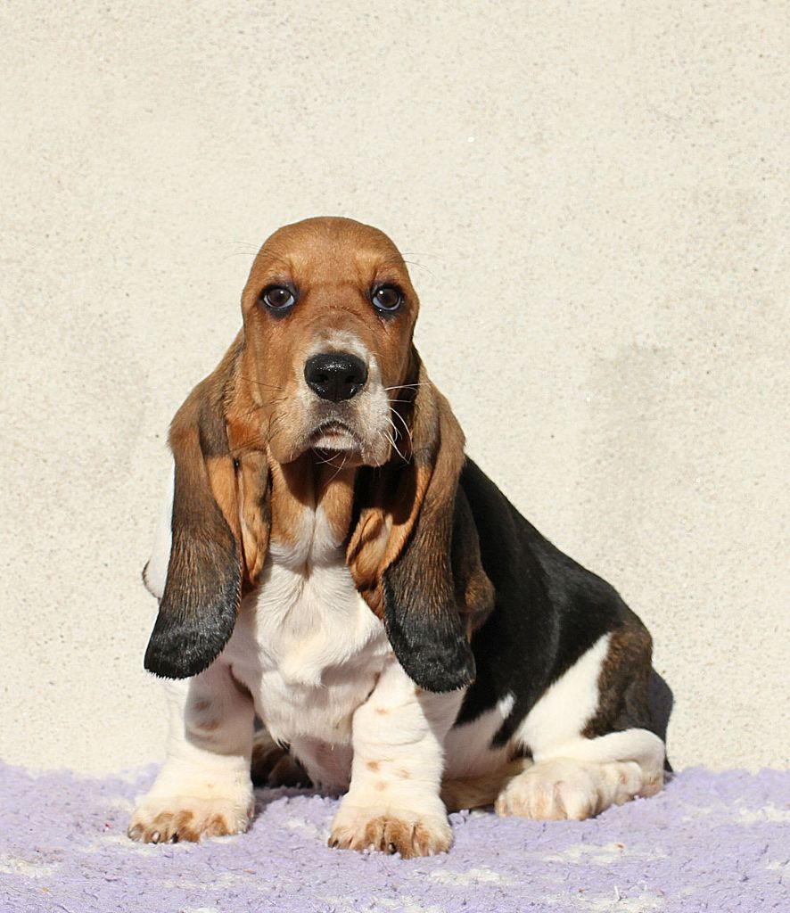 chiot Basset Hound du Haras de la Vergne