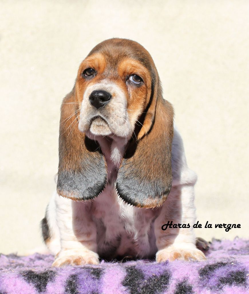 du Haras de la Vergne - Chiot disponible  - Basset Hound