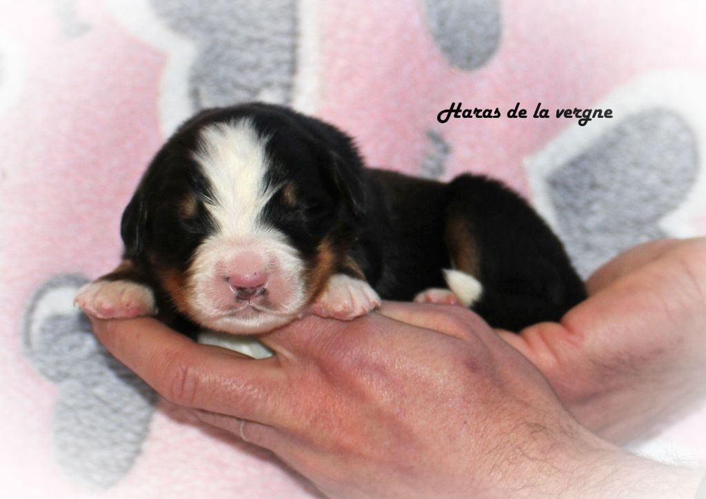 du Haras de la Vergne - Chiot disponible  - Bouvier Bernois