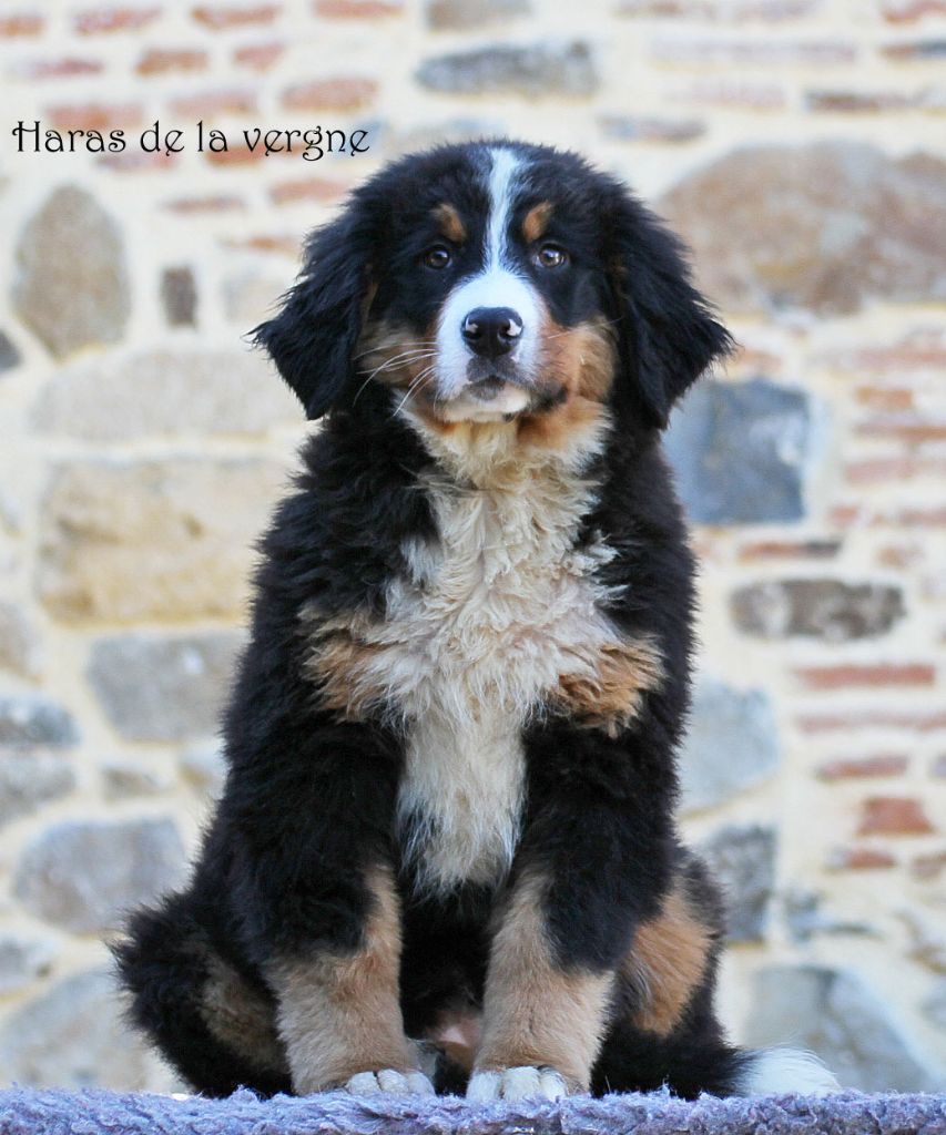 du Haras de la Vergne - Chiot disponible  - Bouvier Bernois