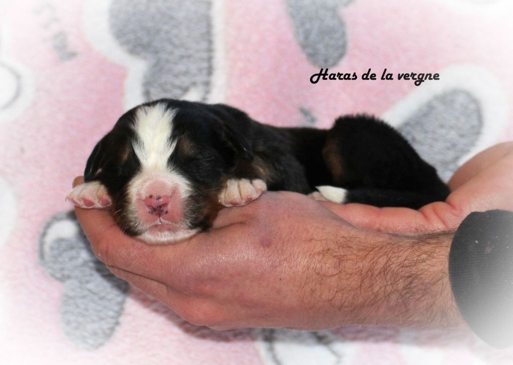 du Haras de la Vergne - Chiot disponible  - Bouvier Bernois