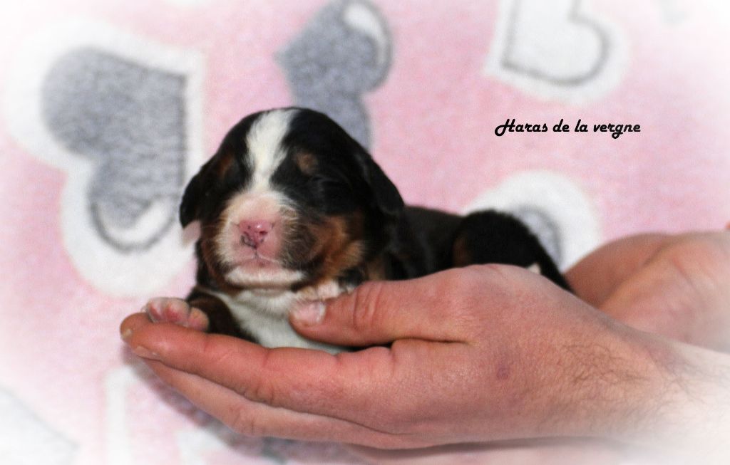 du Haras de la Vergne - Chiot disponible  - Bouvier Bernois