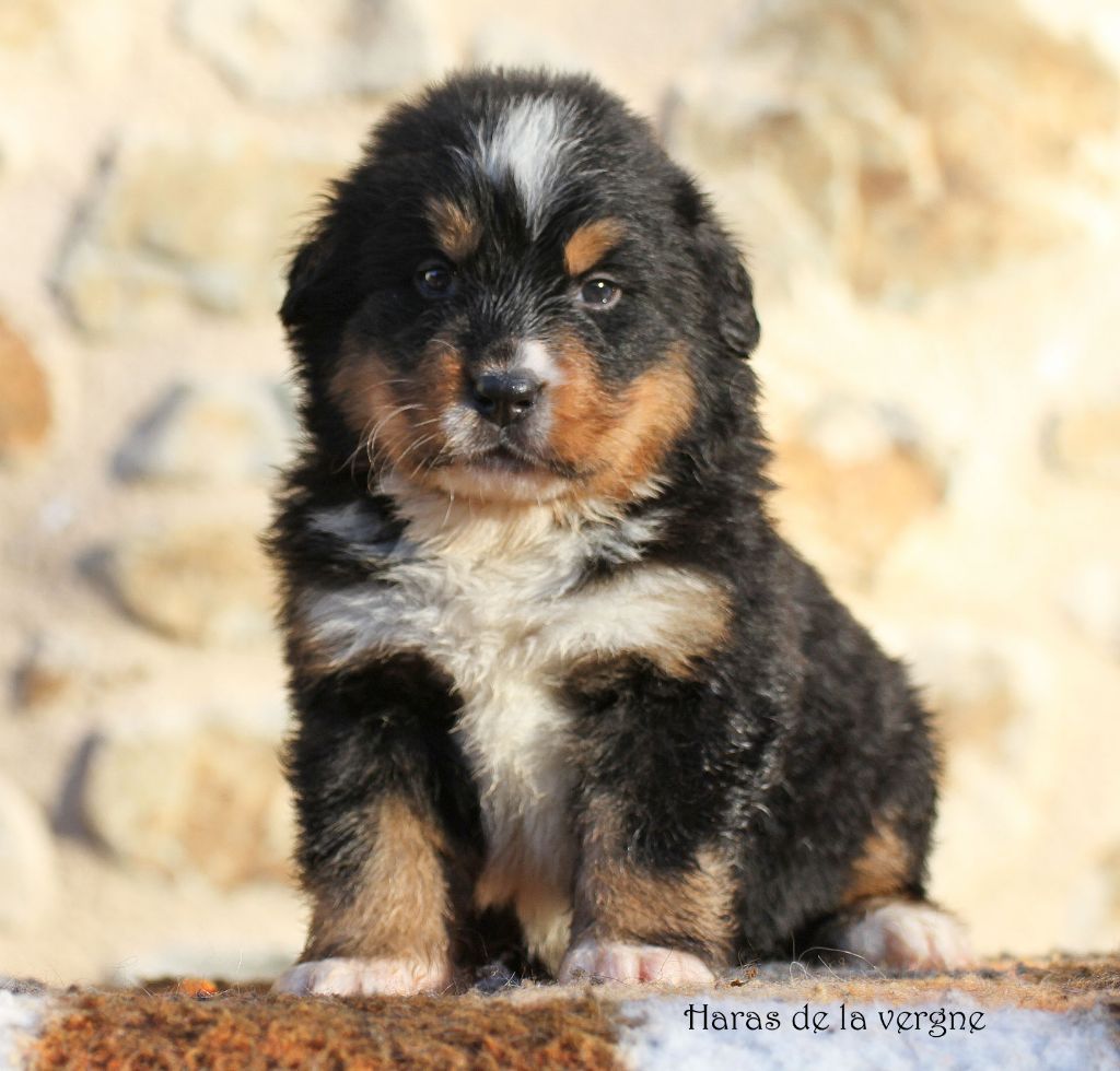 chiot Bouvier Bernois du Haras de la Vergne