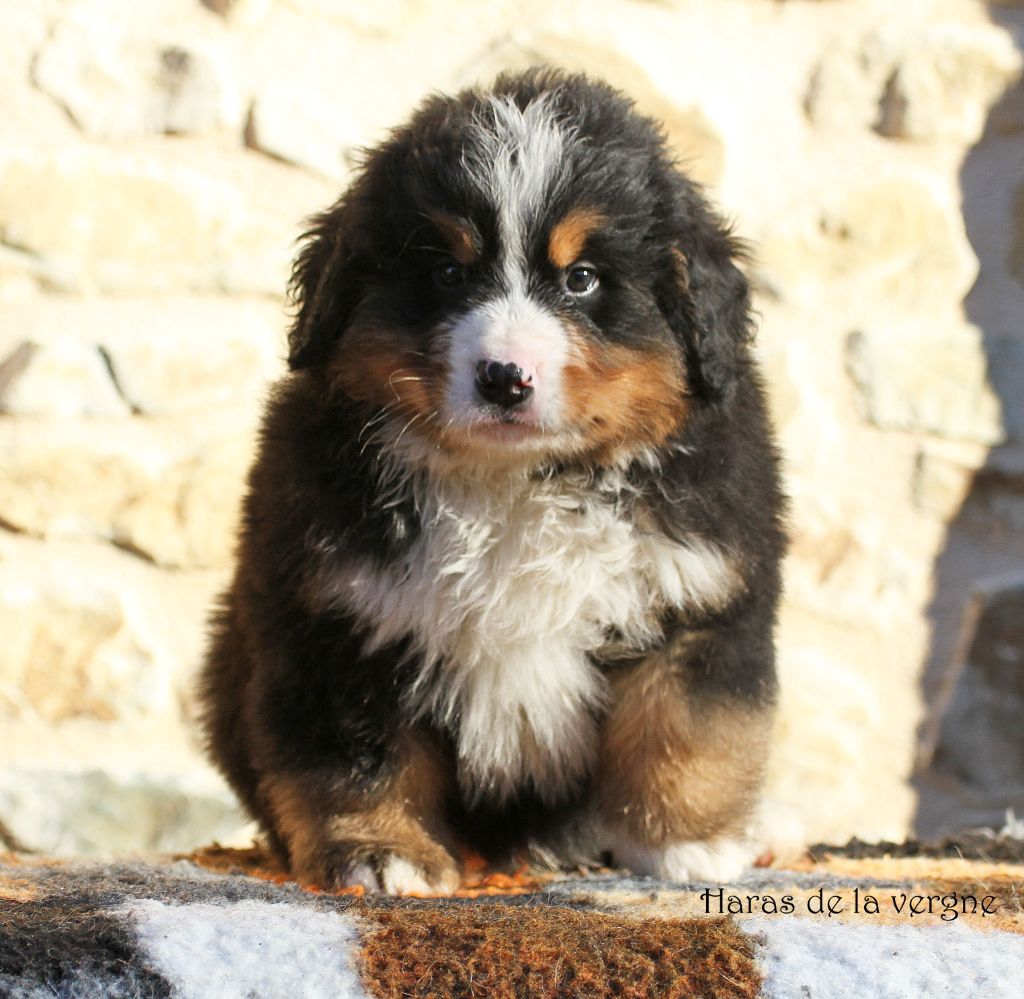 du Haras de la Vergne - Chiot disponible  - Bouvier Bernois