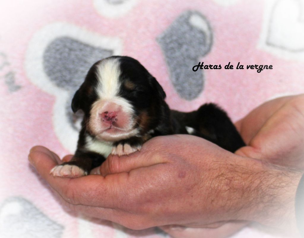 chiot Bouvier Bernois du Haras de la Vergne