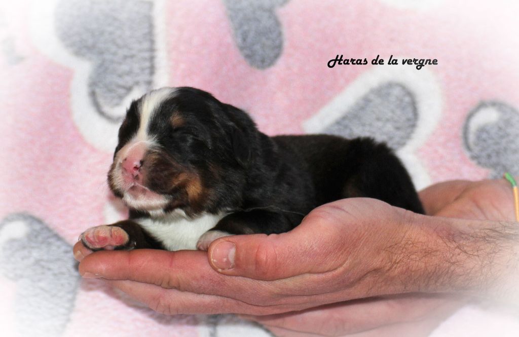 du Haras de la Vergne - Chiot disponible  - Bouvier Bernois