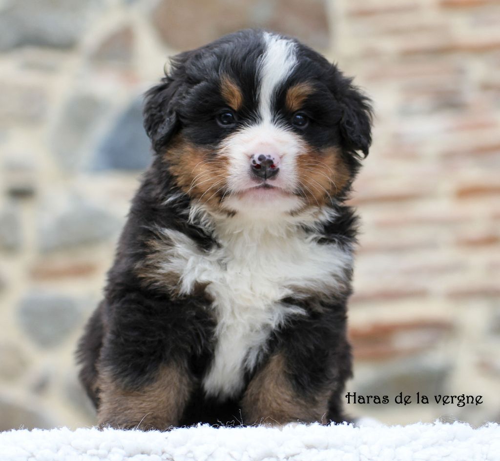 du Haras de la Vergne - Chiot disponible  - Bouvier Bernois