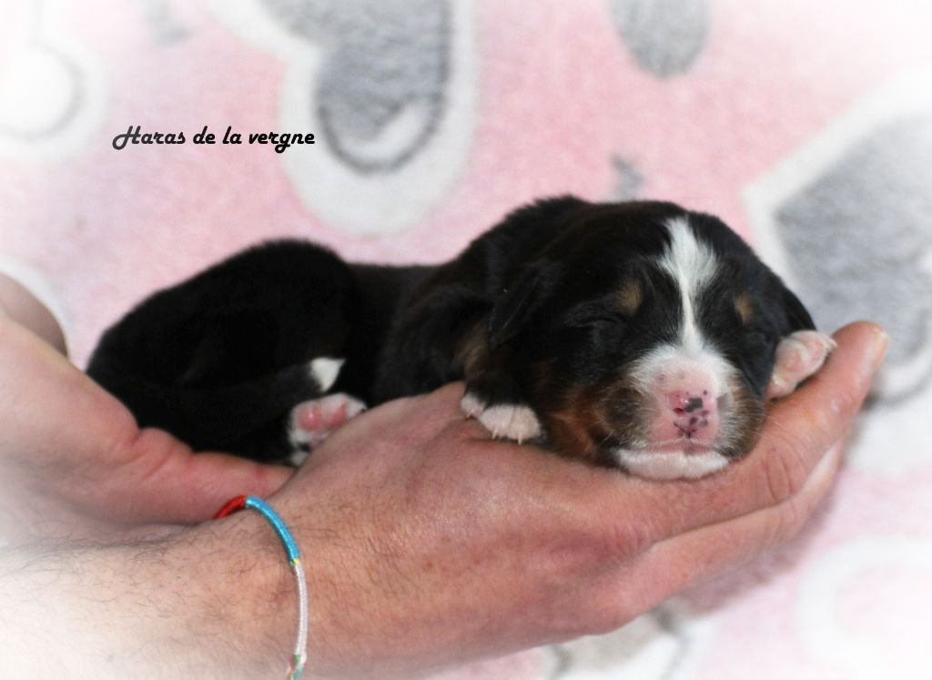 du Haras de la Vergne - Chiot disponible  - Bouvier Bernois