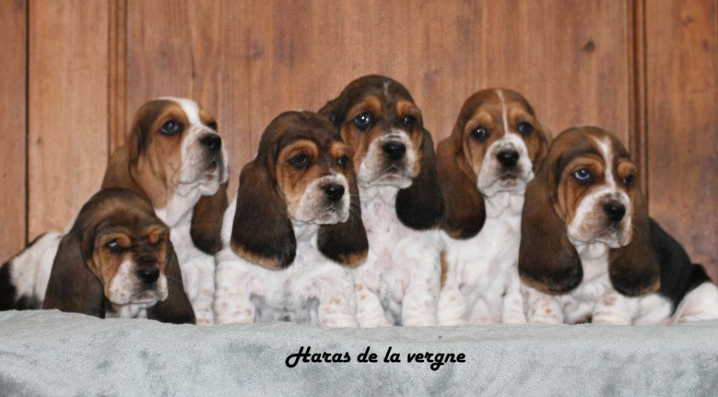 chiot Basset Hound du Haras de la Vergne