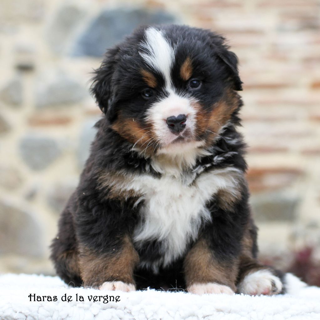 du Haras de la Vergne - Chiot disponible  - Bouvier Bernois