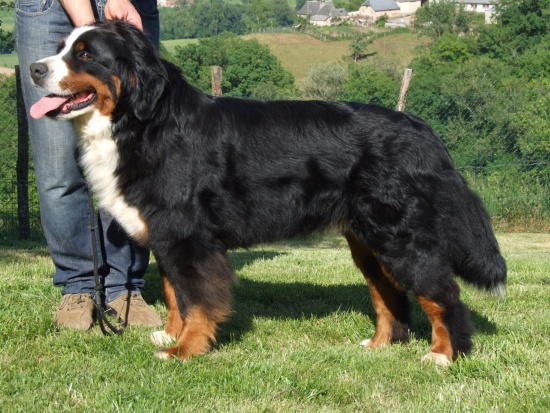 Barbalala du Haras de la Vergne