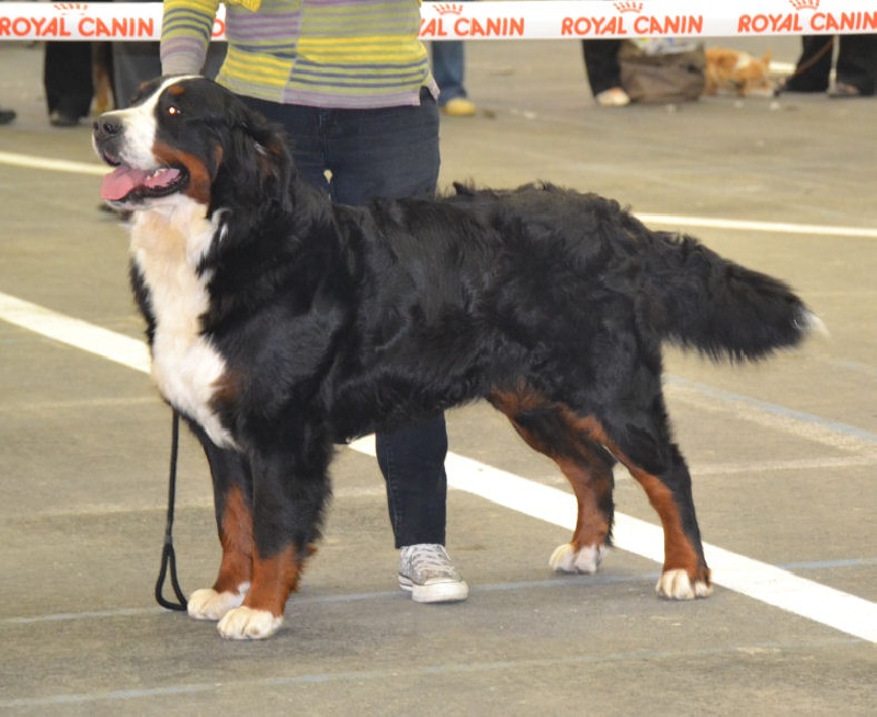 du Haras de la Vergne F'ai zeure de rêves