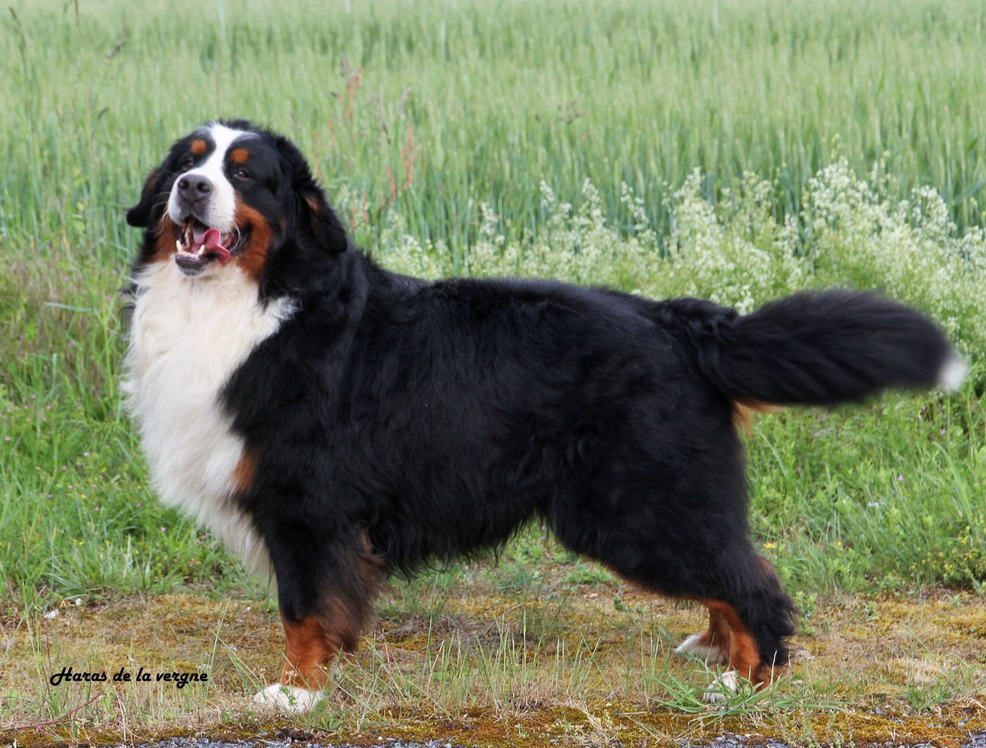 Texas ranger walker du Haras de la Vergne