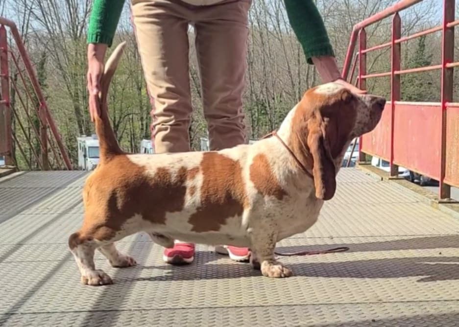 Va pensiero di verdi des Cotes de la Saunade