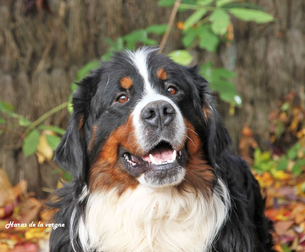 Uhu du Haras de la Vergne