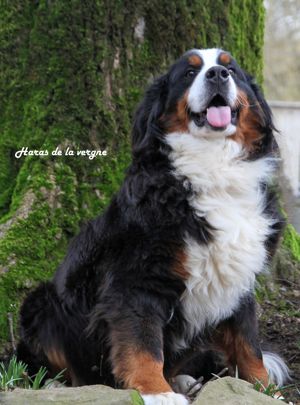 URSULA du Haras de la Vergne