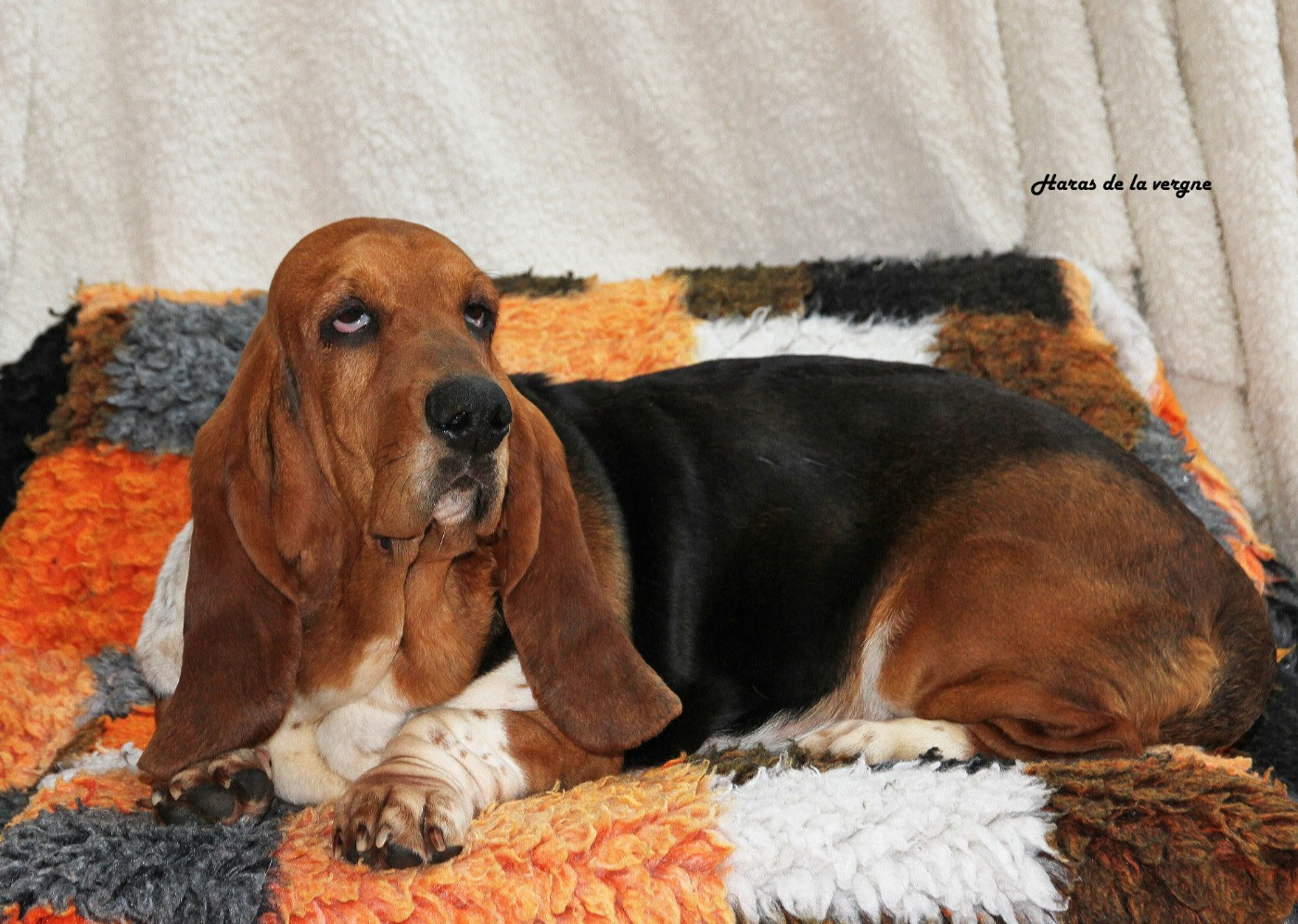 URMA  du Haras de la Vergne