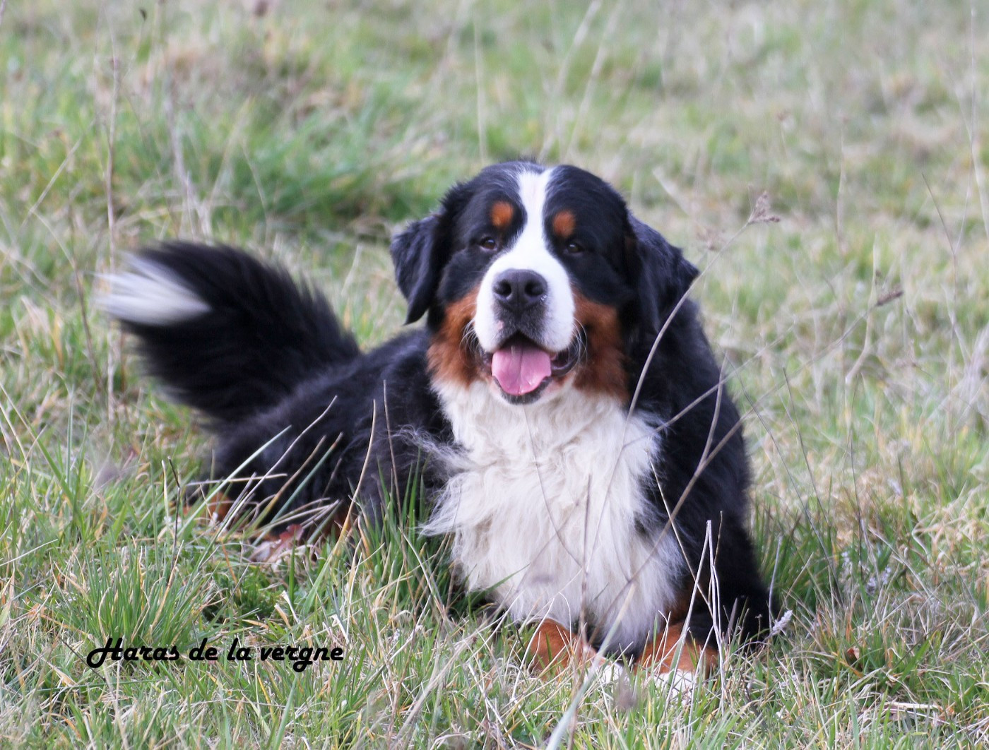 MEILLEUR ELEVAGE 2025 ET MEILLEUR BOUVIER BERNOIS 2025