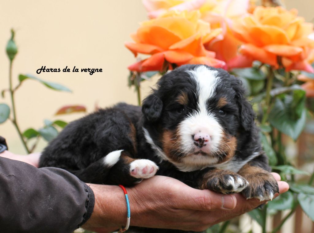 du Haras de la Vergne - Chiots disponibles - Bouvier Bernois