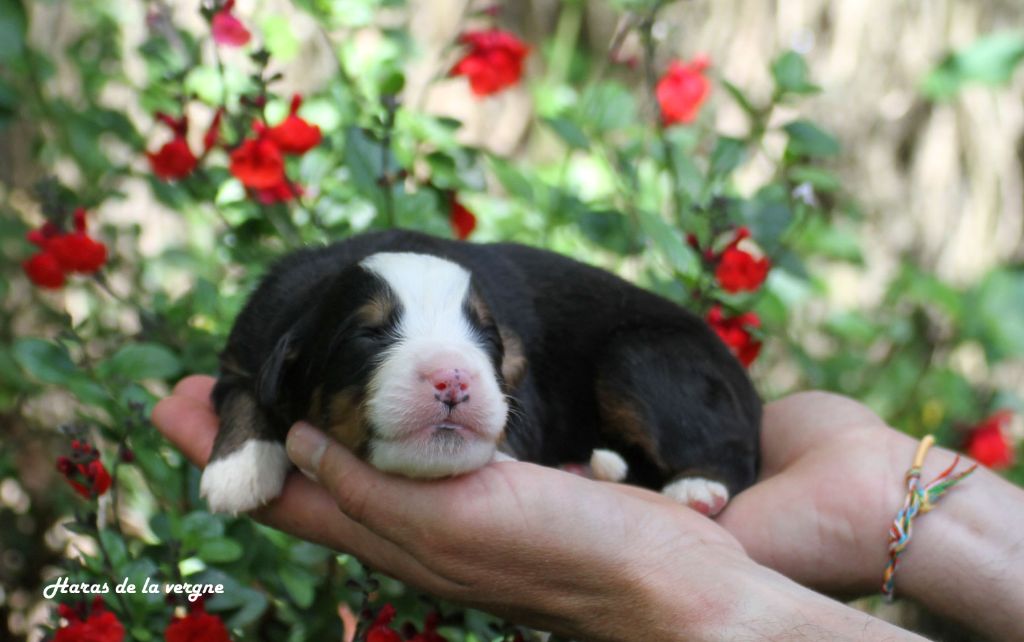 du Haras de la Vergne - Chiots disponibles - Bouvier Bernois