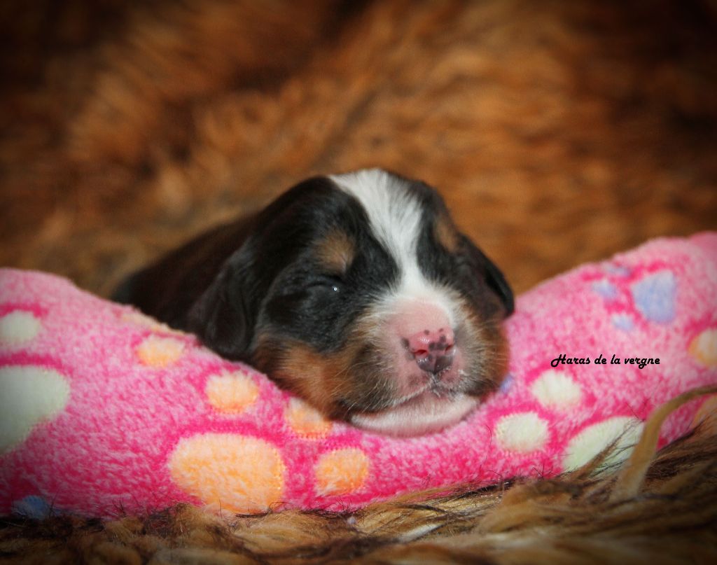 du Haras de la Vergne - Chiots disponibles - Bouvier Bernois