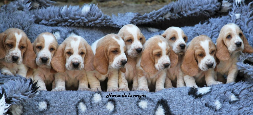 du Haras de la Vergne - Basset Hound - Portée née le 13/06/2025