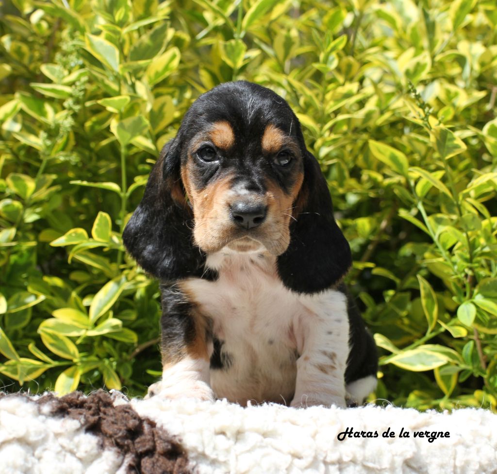 du Haras de la Vergne - Chiots disponibles - Basset Hound