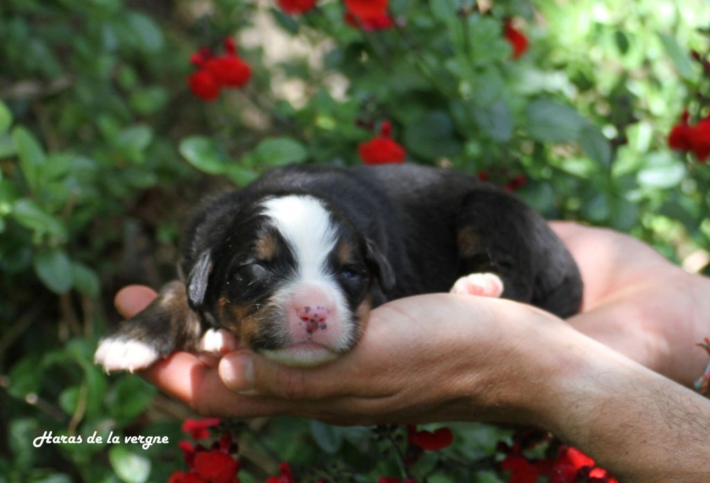 du Haras de la Vergne - Chiots disponibles - Bouvier Bernois