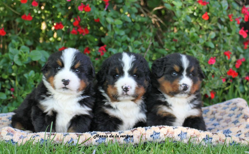Chiot Bouvier Bernois du Haras de la Vergne