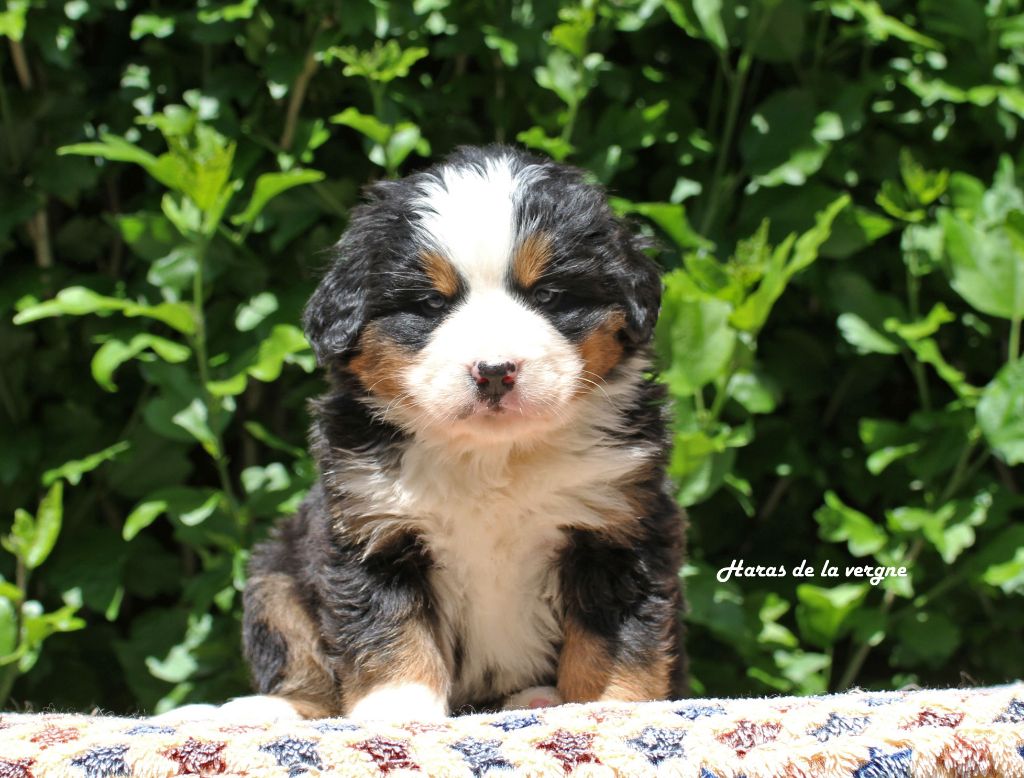 du Haras de la Vergne - Chiots disponibles - Bouvier Bernois
