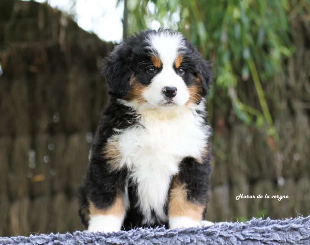 du Haras de la Vergne - Chiots disponibles - Bouvier Bernois