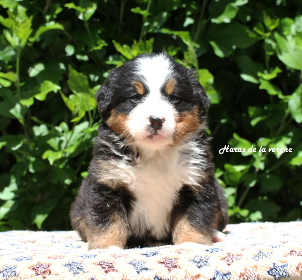 du Haras de la Vergne - Chiots disponibles - Bouvier Bernois