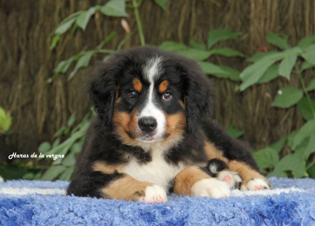 du Haras de la Vergne - Chiots disponibles - Bouvier Bernois