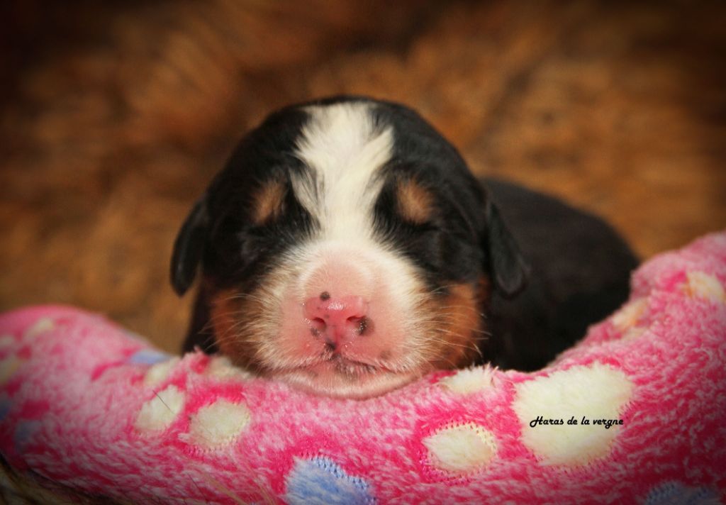 du Haras de la Vergne - Chiots disponibles - Bouvier Bernois