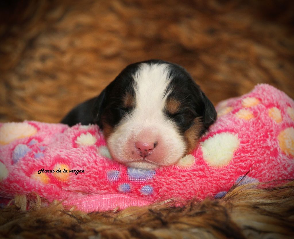 du Haras de la Vergne - Chiots disponibles - Bouvier Bernois