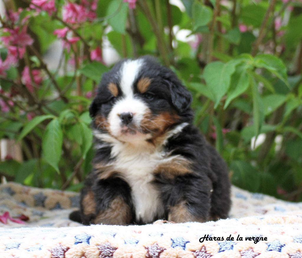 du Haras de la Vergne - Chiots disponibles - Bouvier Bernois