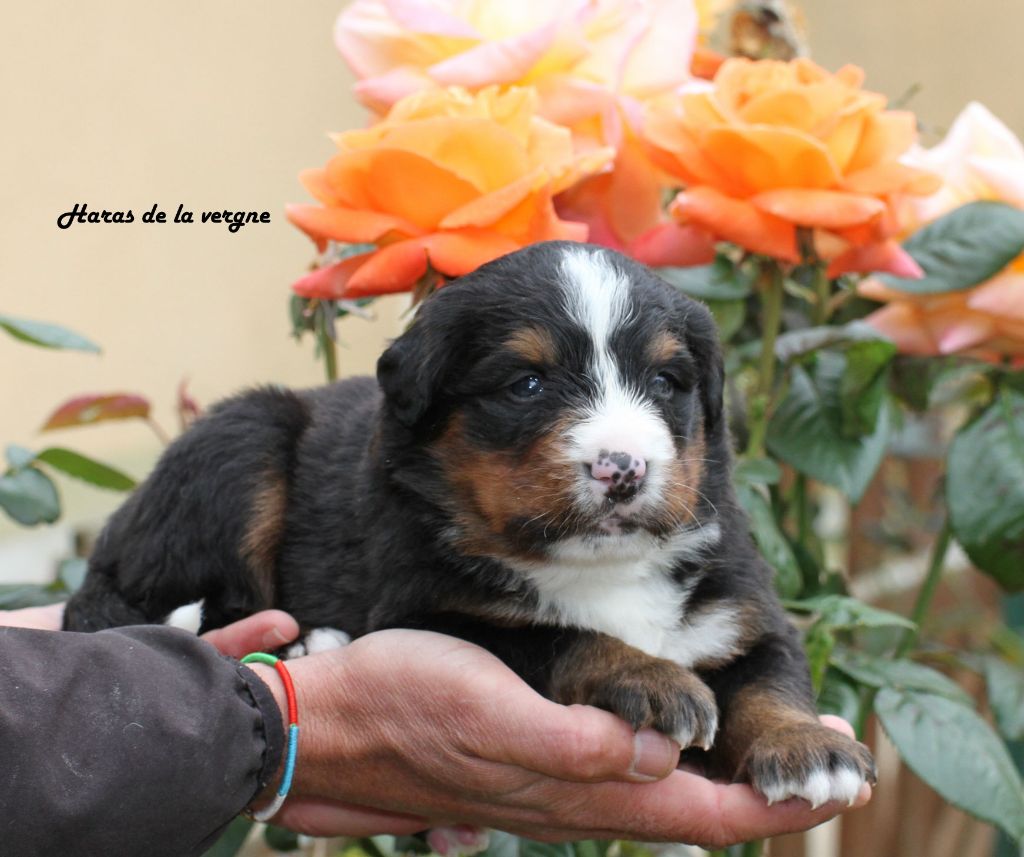 du Haras de la Vergne - Chiots disponibles - Bouvier Bernois