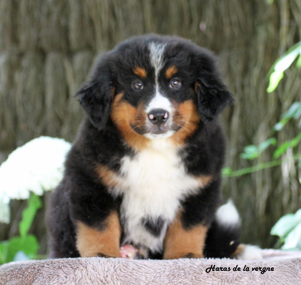 du Haras de la Vergne - Chiots disponibles - Bouvier Bernois