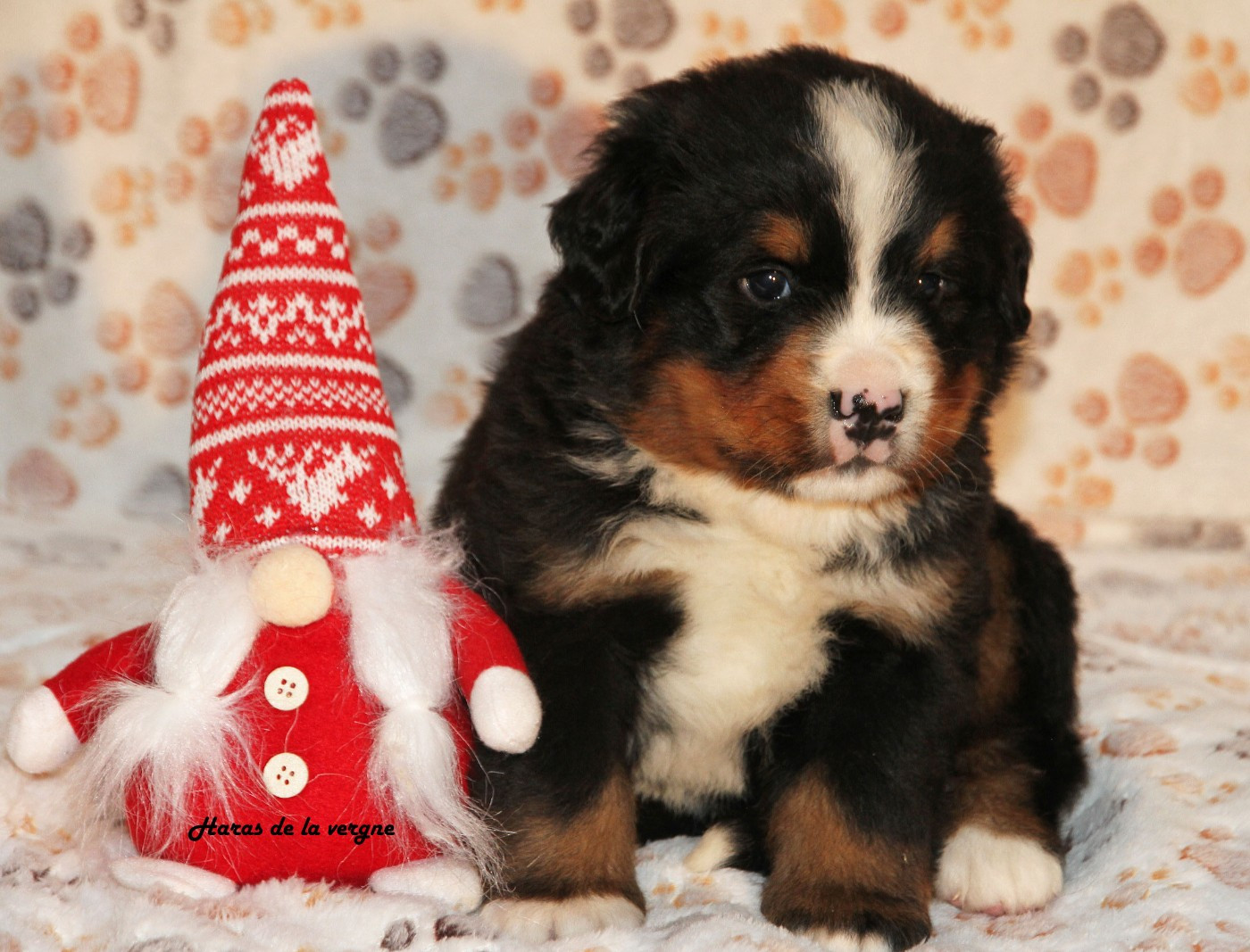 du Haras de la Vergne - Chiots disponibles - Bouvier Bernois