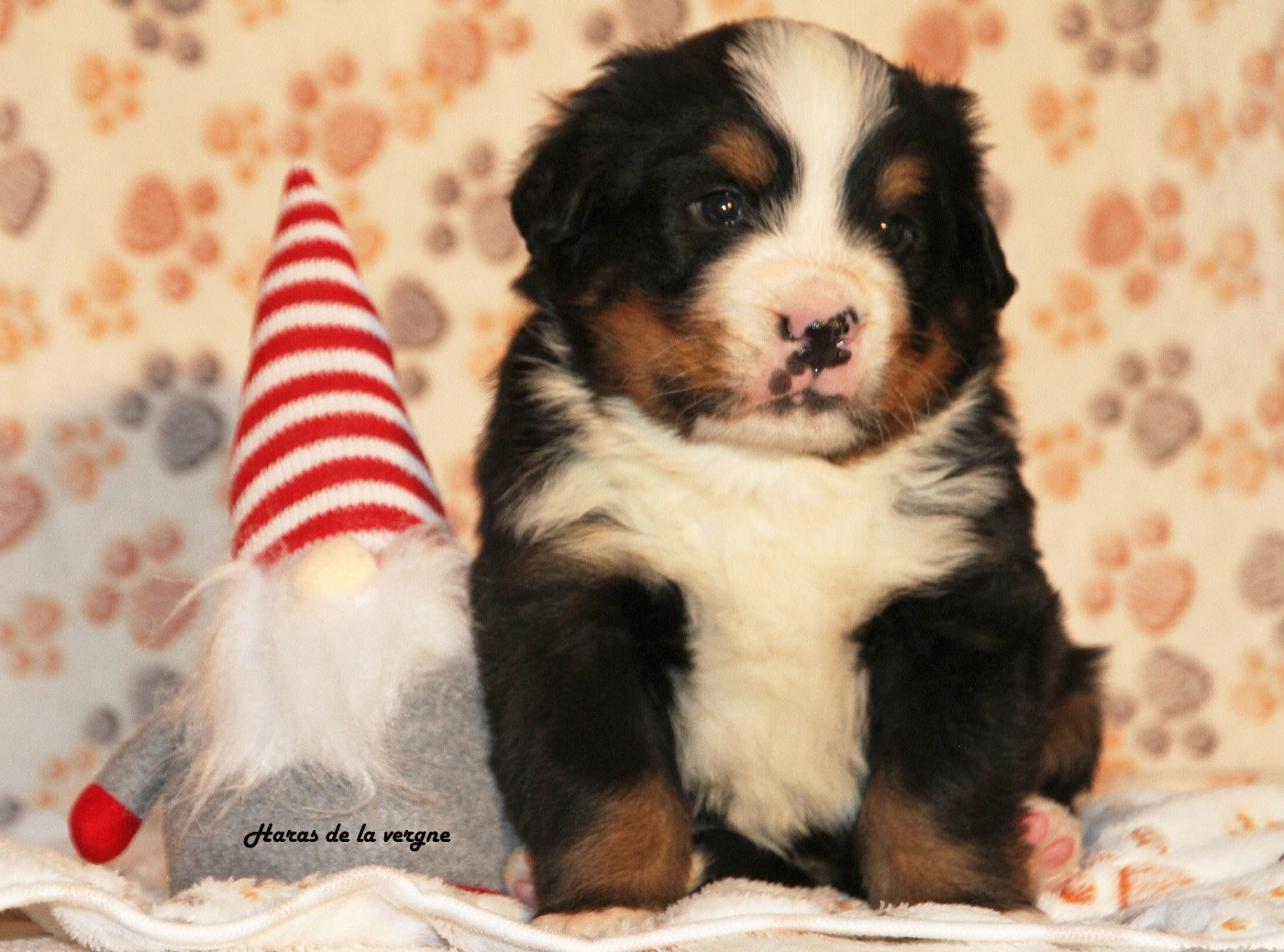 du Haras de la Vergne - Chiots disponibles - Bouvier Bernois