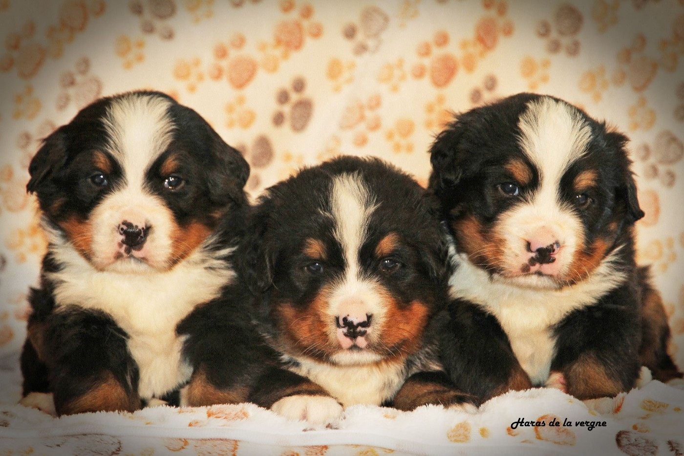 du Haras de la Vergne - Bouvier Bernois - Portée née le 24/10/2025