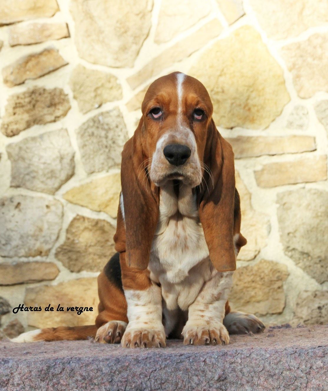 du Haras de la Vergne - Chiots disponibles - Basset Hound
