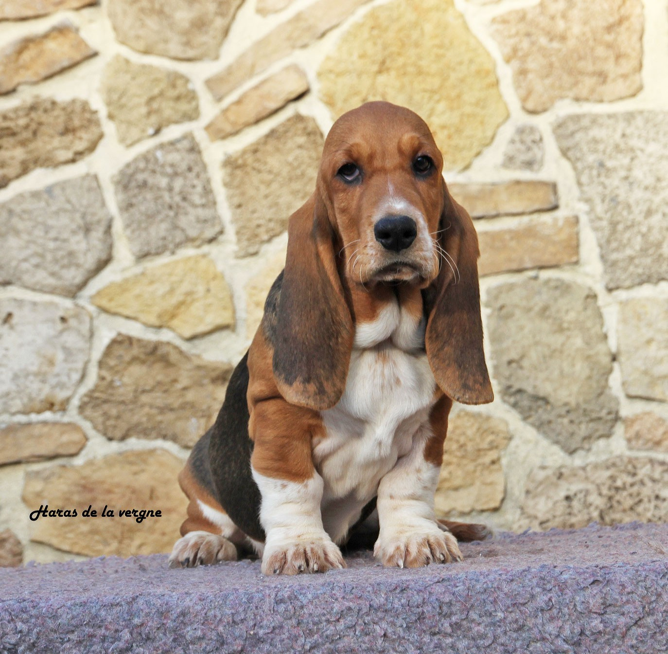 du Haras de la Vergne - Chiots disponibles - Basset Hound