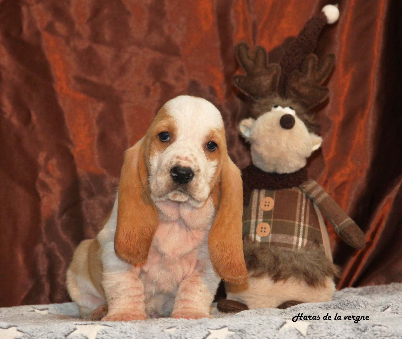 du Haras de la Vergne - Chiots disponibles - Basset Hound
