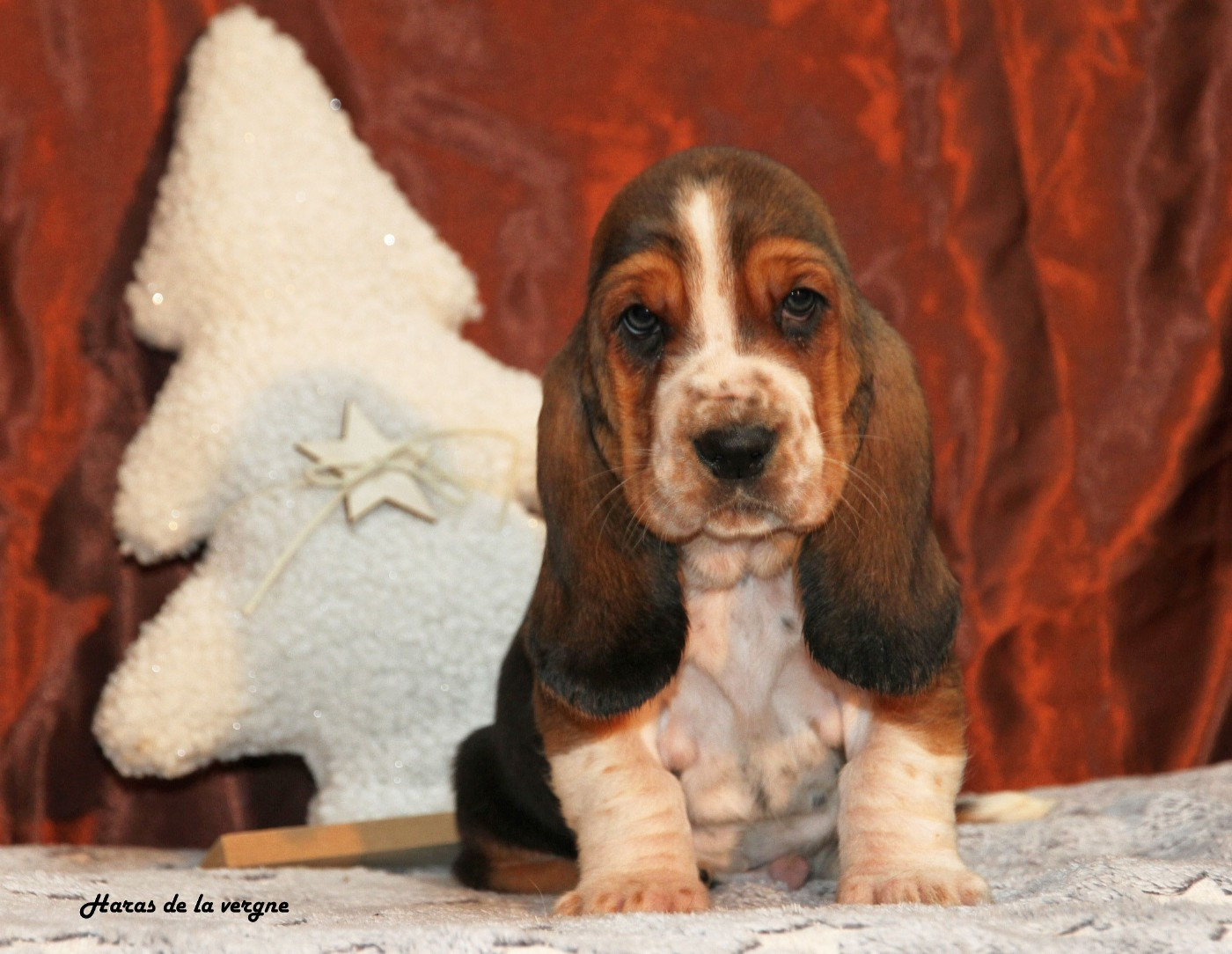 du Haras de la Vergne - Chiots disponibles - Basset Hound