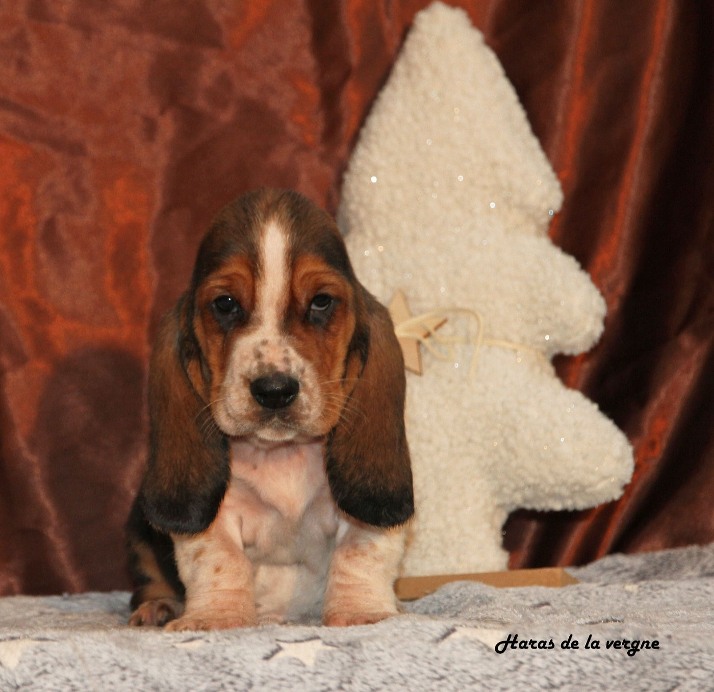 du Haras de la Vergne - Chiots disponibles - Basset Hound